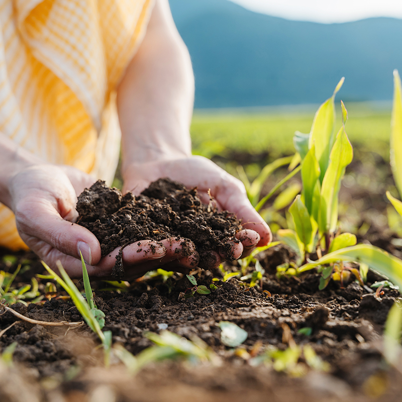 الأسمدة العضوية